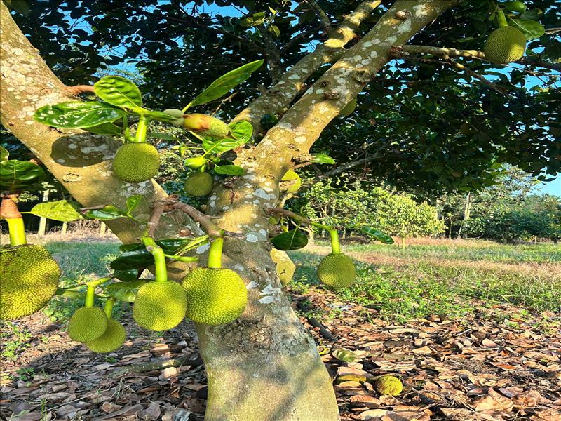 Chủ Cần Tiền Bán Lỗ 1200m2 Đất Vườn Mít Ngang 30m Giá 680 Tại TPHCM