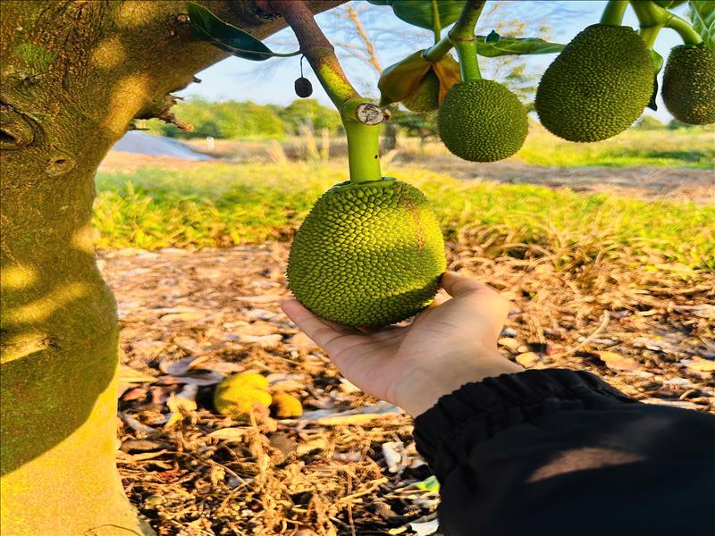 Chủ Cần Tiền Bán Lỗ 1200m2 Đất Vườn Mít Ngang 30m Giá 680 Tại TPHCM