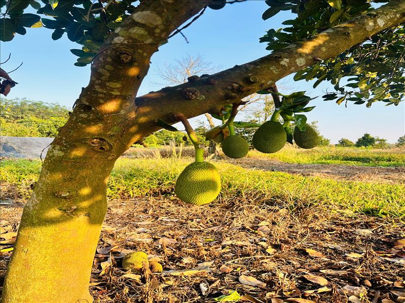 Chủ Cần Tiền Bán Lỗ 1200m2 Đất Vườn Mít Ngang 30m Giá 680 Tại TPHCM